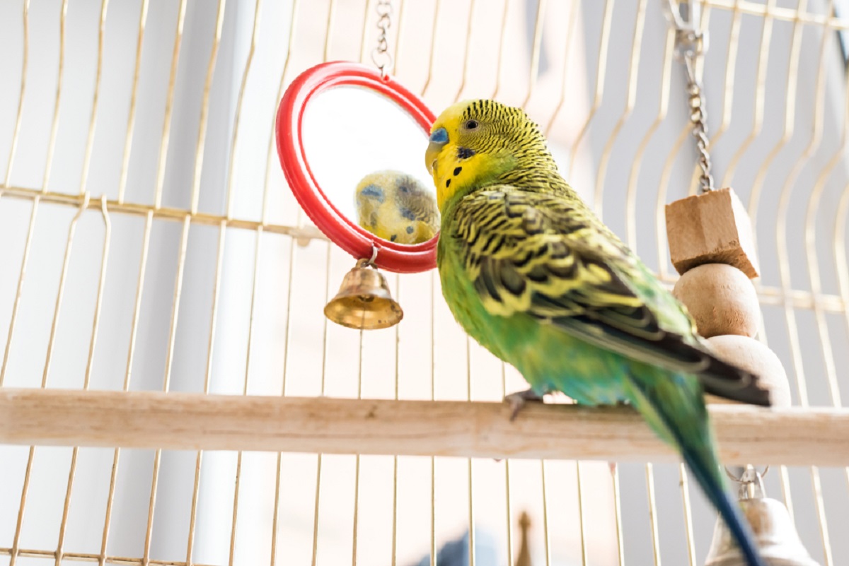 Budgies Mirror in Cage